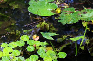 2016-09-22-radtour-spreewald-2133