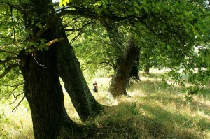 Elbe-Elster-im-September-6 